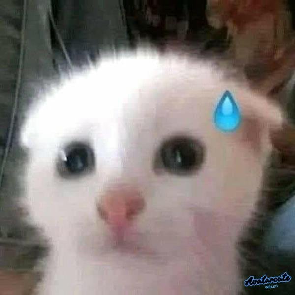 meme con mèo lo lắng