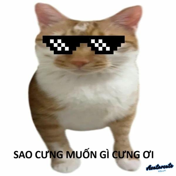 meme con mèo ngầu