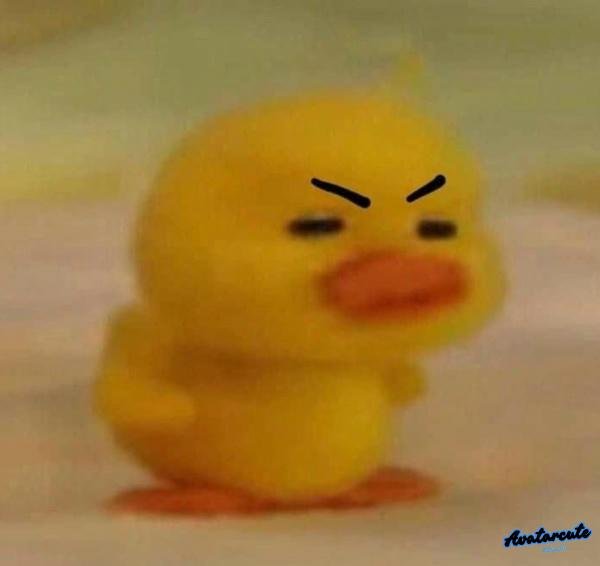 meme con vịt 12