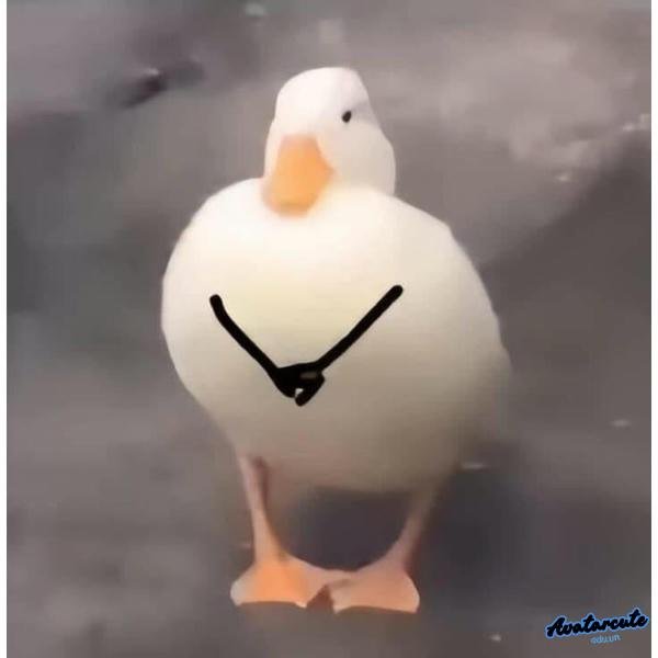 meme con vịt 14