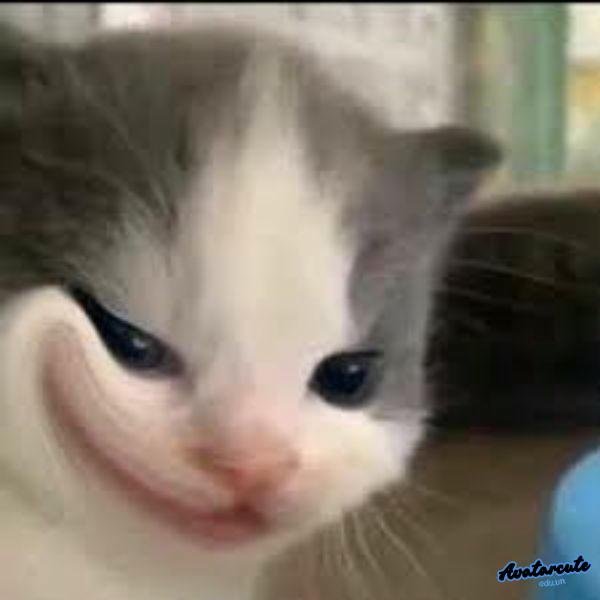 meme cười đểu 21