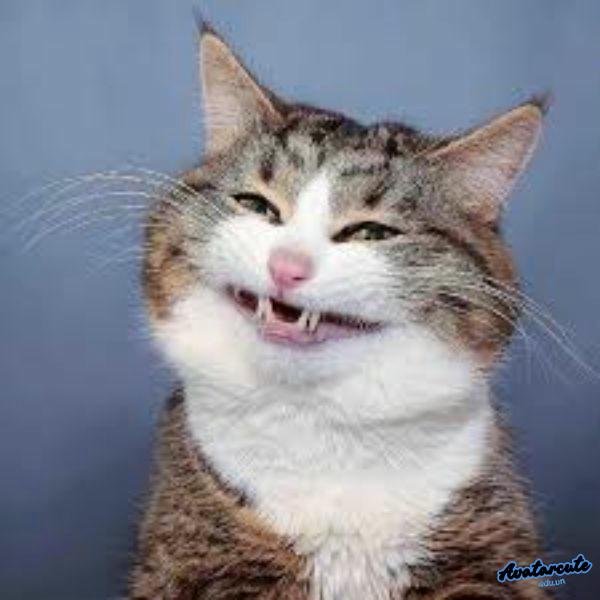 meme cười đểu 22