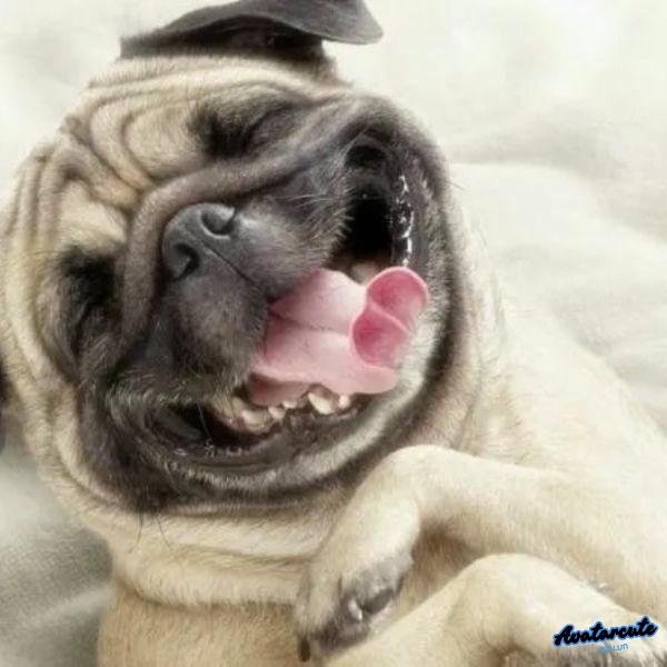 meme cười đểu 3