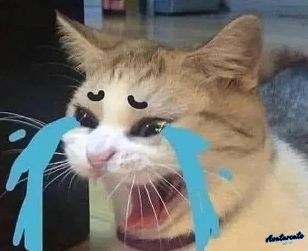 meme cười khóc 11