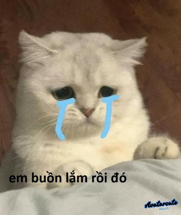 meme cười khóc 12