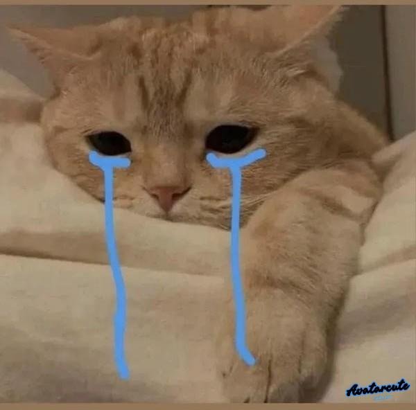 meme cười khóc 19