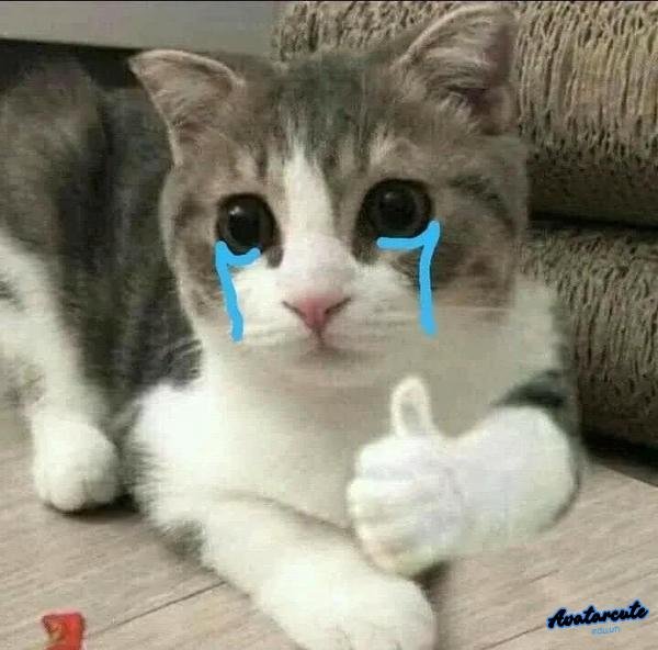 meme cười khóc 6