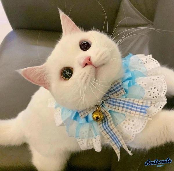 meme dễ thương 4