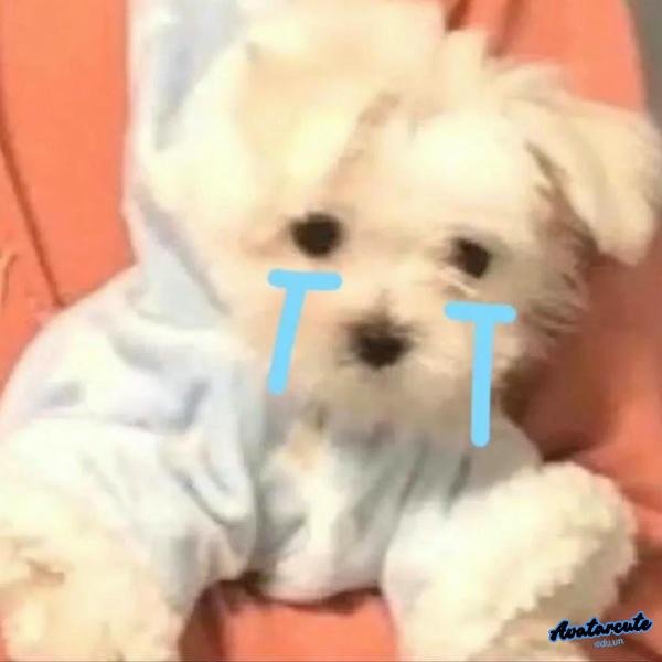 meme dễ thương 5