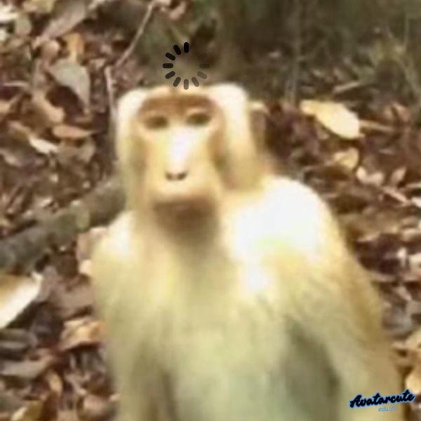 meme gấu khó hiểu