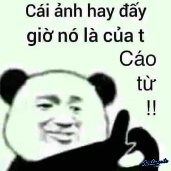 meme gấu trúc cáo từ