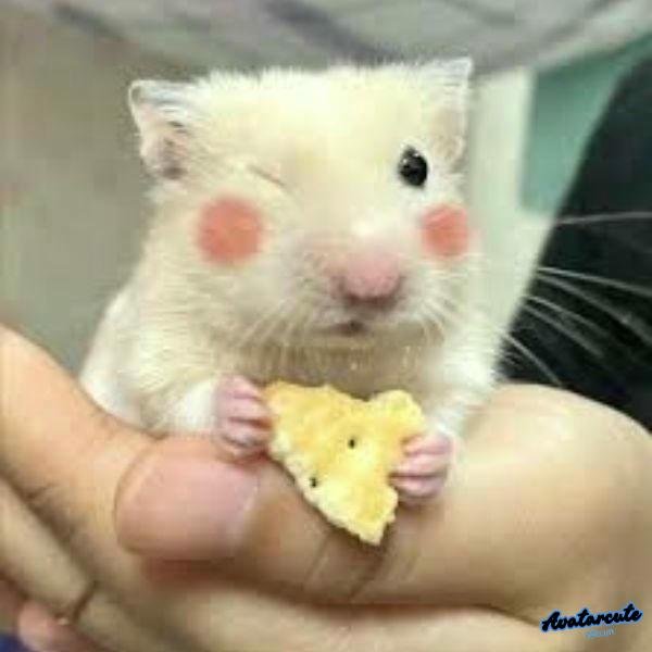 meme hamster cầm bánh