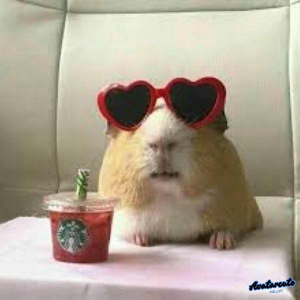 meme hamster đeo kính