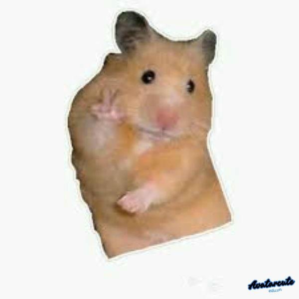 meme hamster hai
