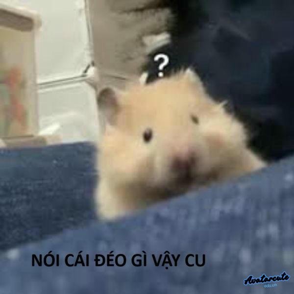 meme hamster hỏi chấm
