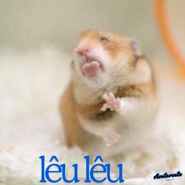 meme hamster lêu lêu