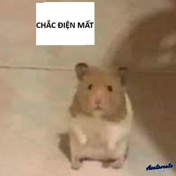 meme hamster sốc