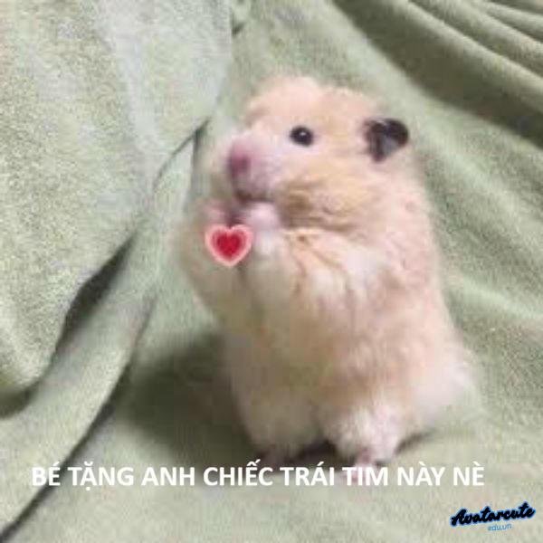 meme hamster thả tim