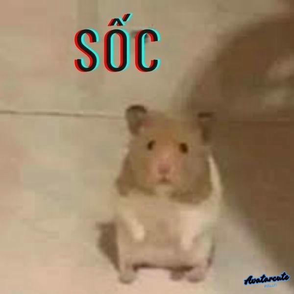 meme hamster troll