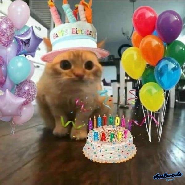 meme happy birthday mèo chế