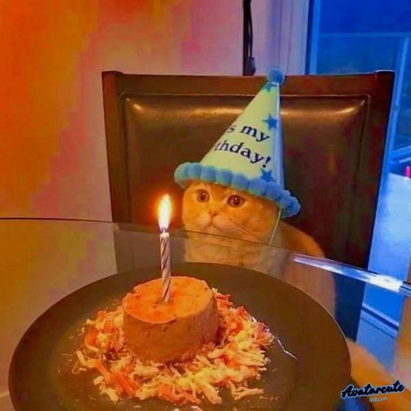 meme happy birthday mèo cute nhất