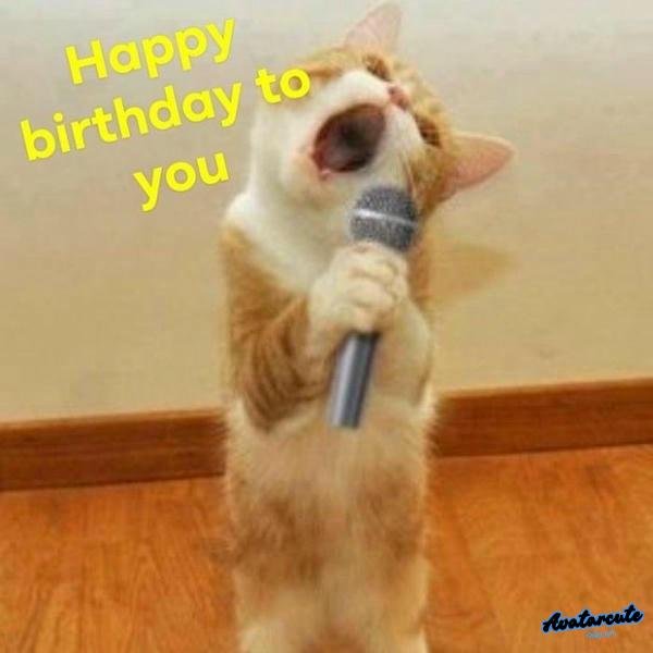 meme happy birthday mèo hài hước