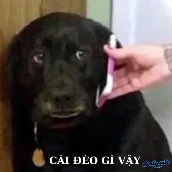 meme khó hiểu chó đen