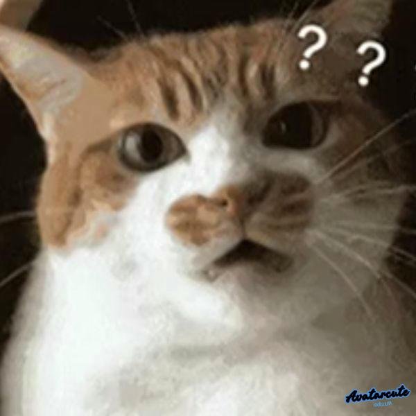 meme khó hiểu hỏi chấm