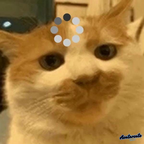 meme khó hiểu mèo