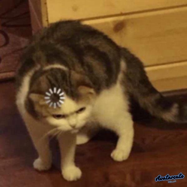 meme khó hiểu vô cùng