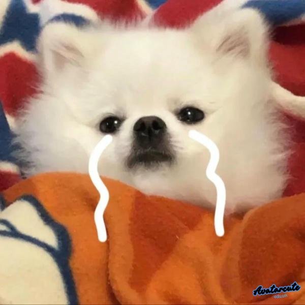 meme khóc dễ thương