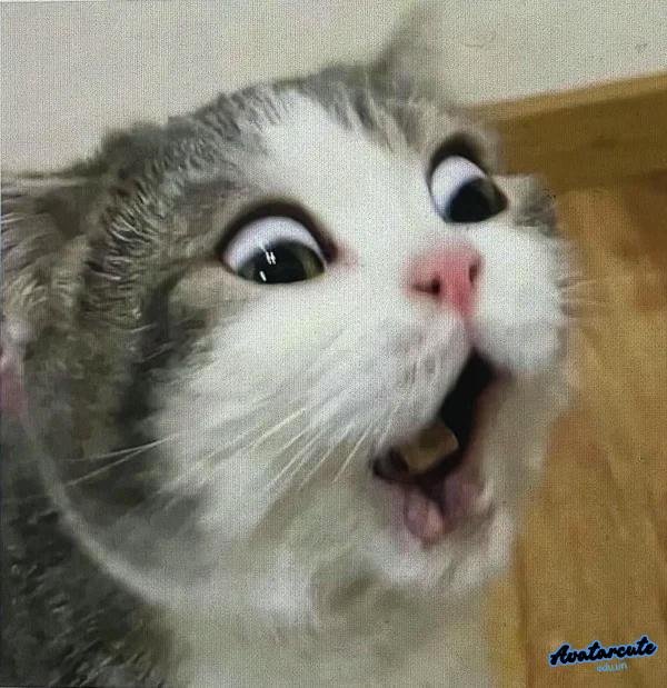 meme không hiểu chuyện gì