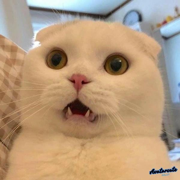 meme không hiểu lắm