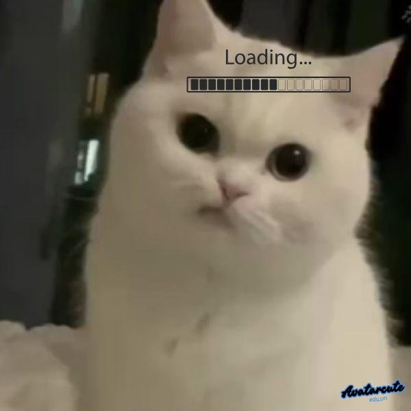 meme loading mèo trắng