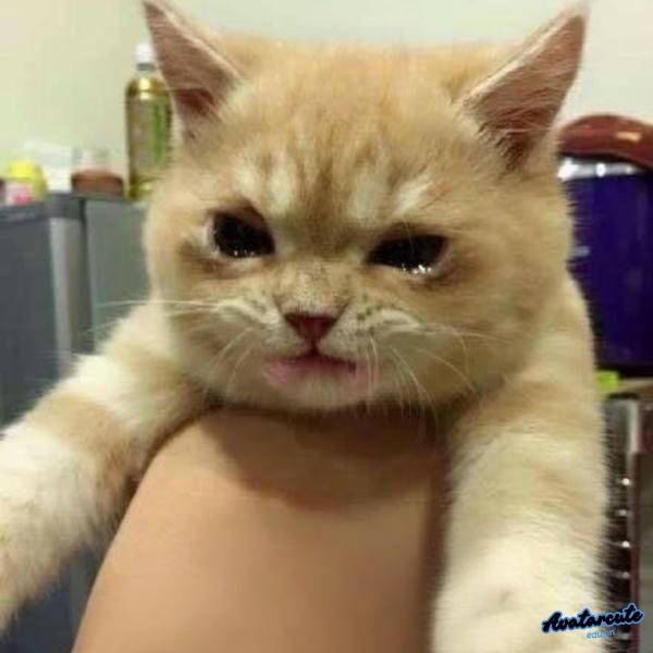 meme mèo buồn