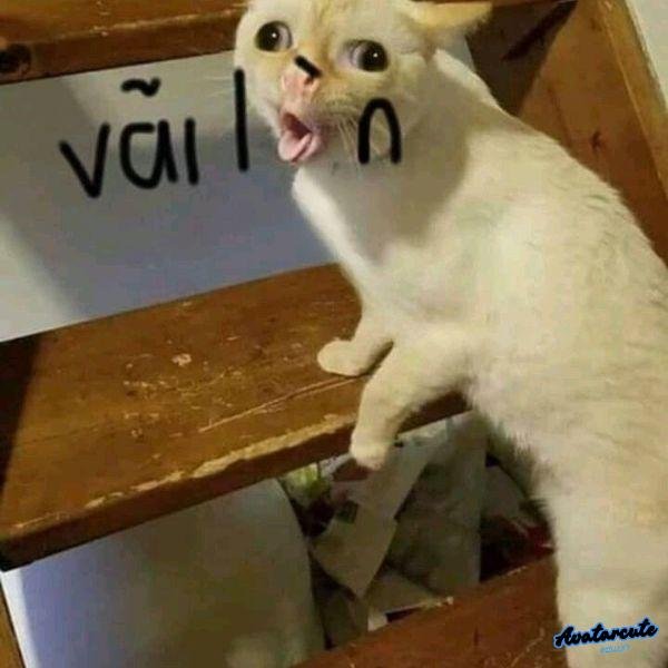 meme mèo chán đời