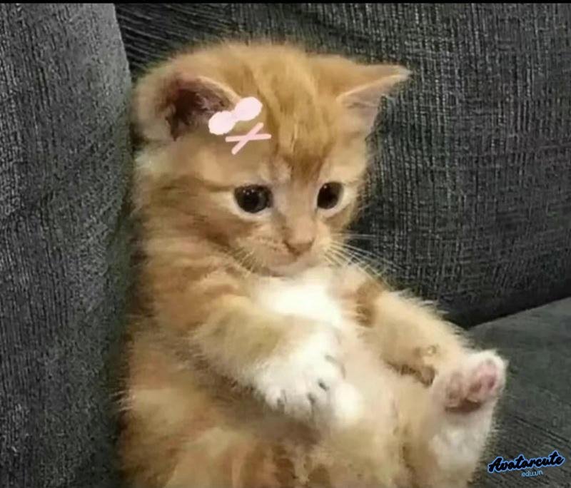 meme mèo chờ đợi