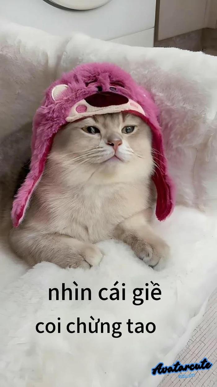 meme mèo coi chừng tao