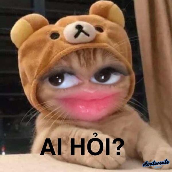 meme mèo cười đểu