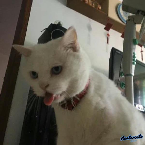 meme mèo dễ thương