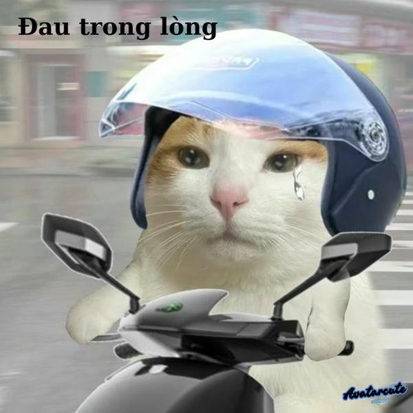 meme mèo khóc siêu cute