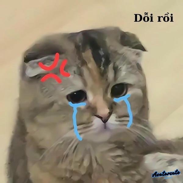 meme mèo khóc yêu nhất