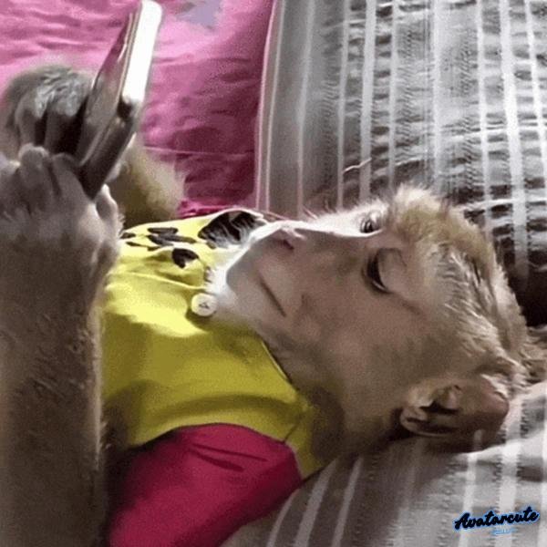 meme mệt mỏi khỉ