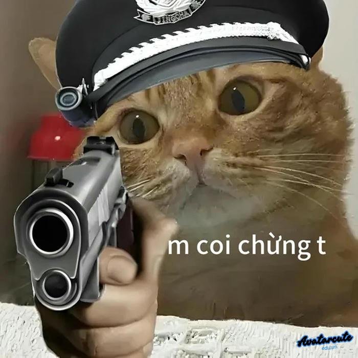 mèo cầm súng coi chừng