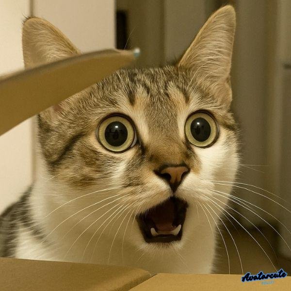 mèo sịt keo meme loading