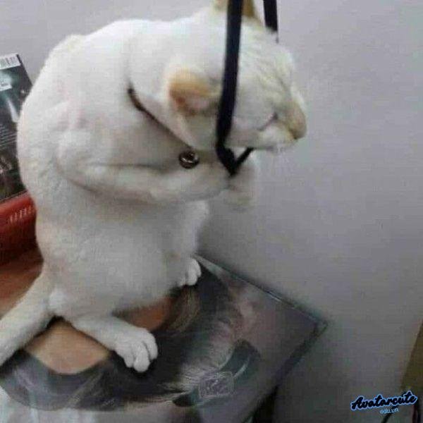mèo trắng cheo cổ chán