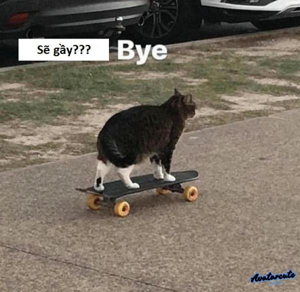 sẽ gầy meme mèo lướt ván