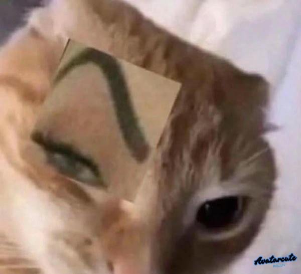 sẽ gầy meme mèo nhếch mắt