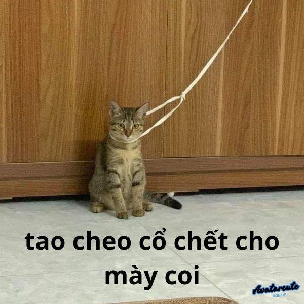 tao chán quá cheo cổ đi chết đây