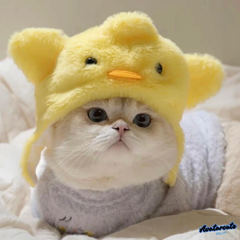 Album ảnh avatar mèo mới